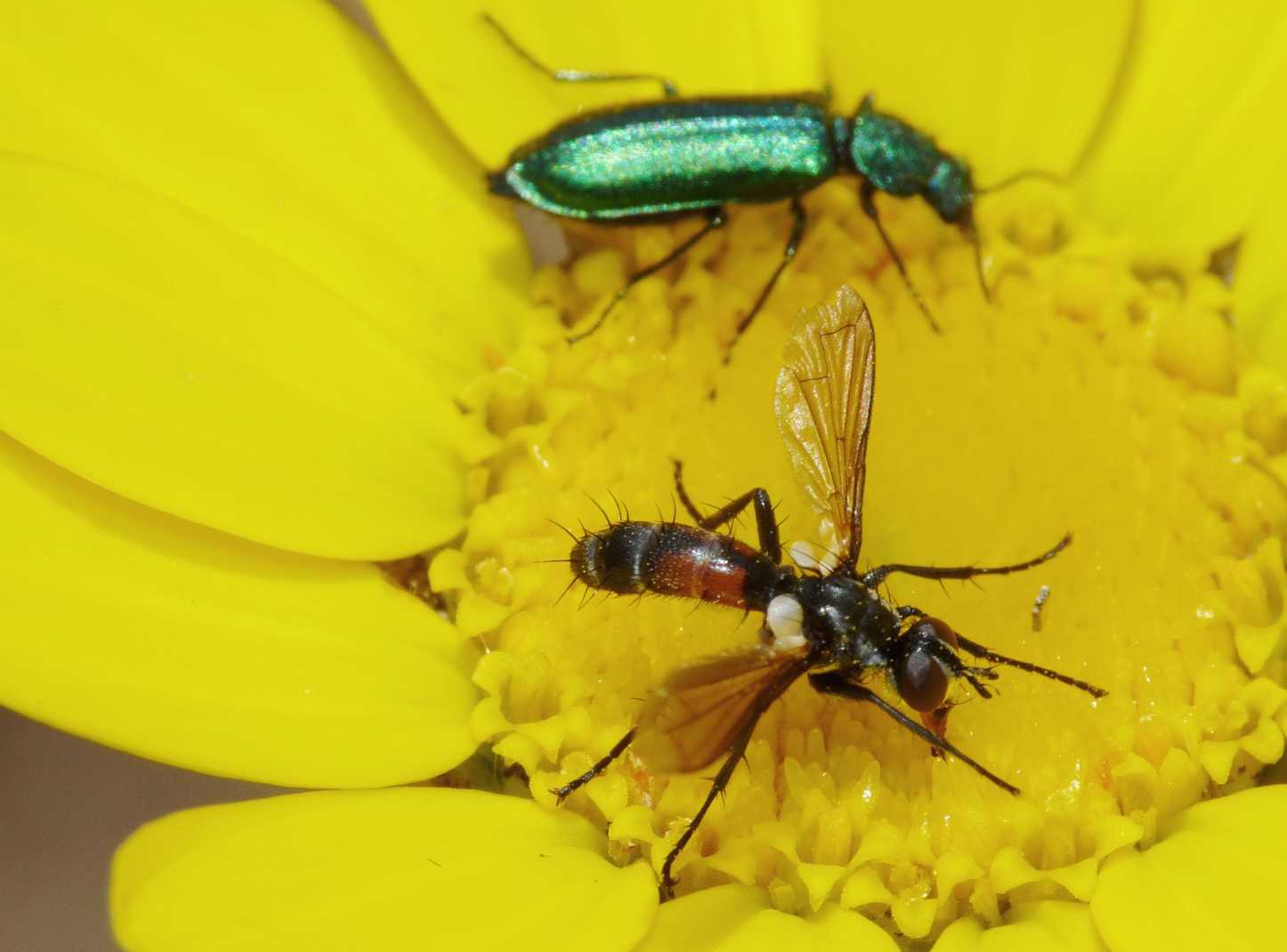 Cylindromyia nana?